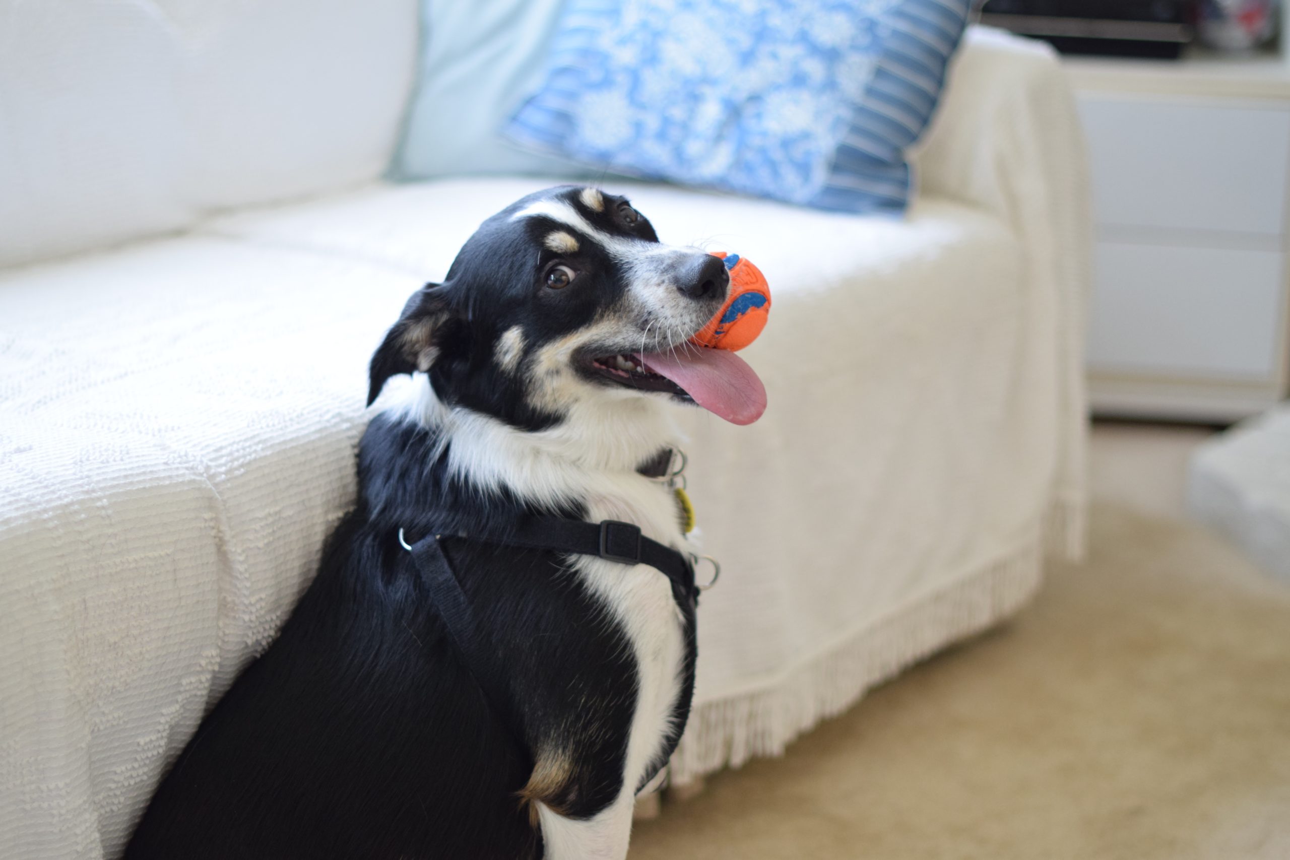 Black and white dog with an orange toy ball in its mouth