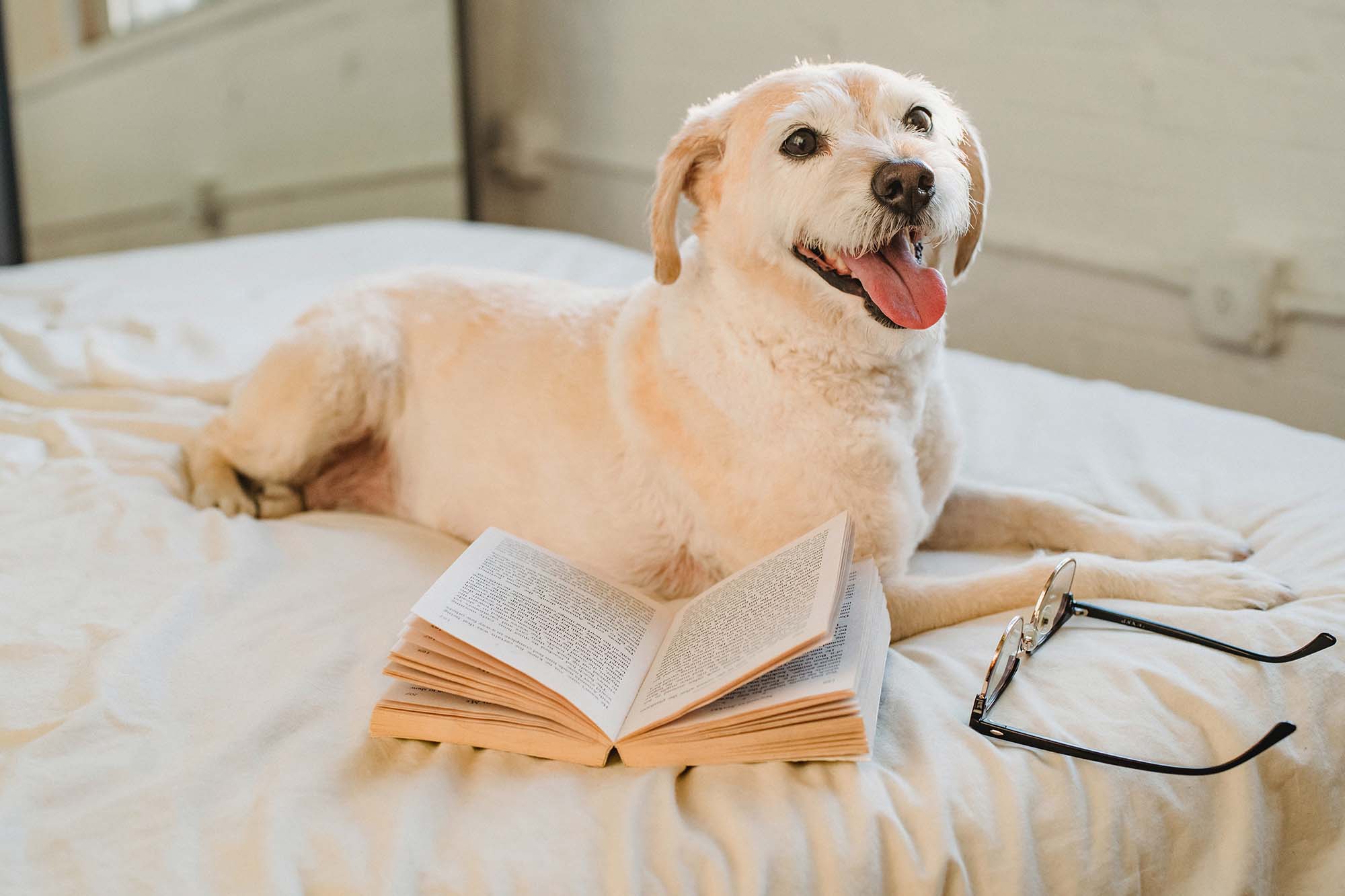 Happy beige dog lying on a bed with a book and eyeglasses