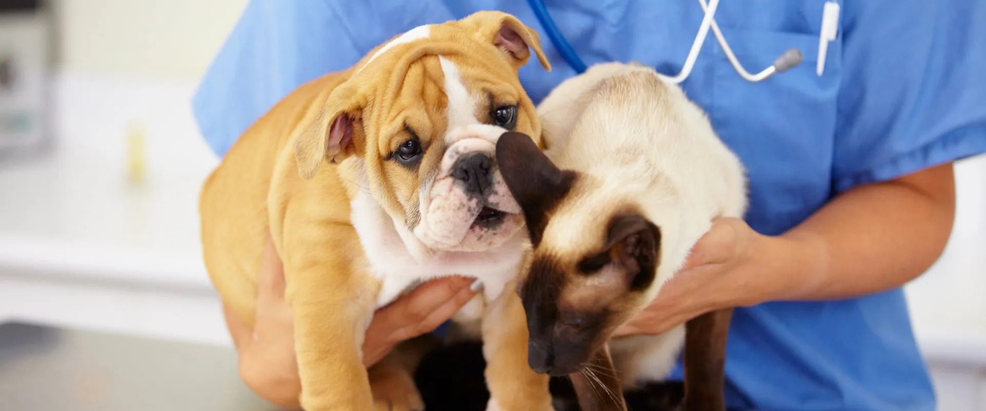 Veterinarian holding a Bulldog puppy and a Siamese kitten