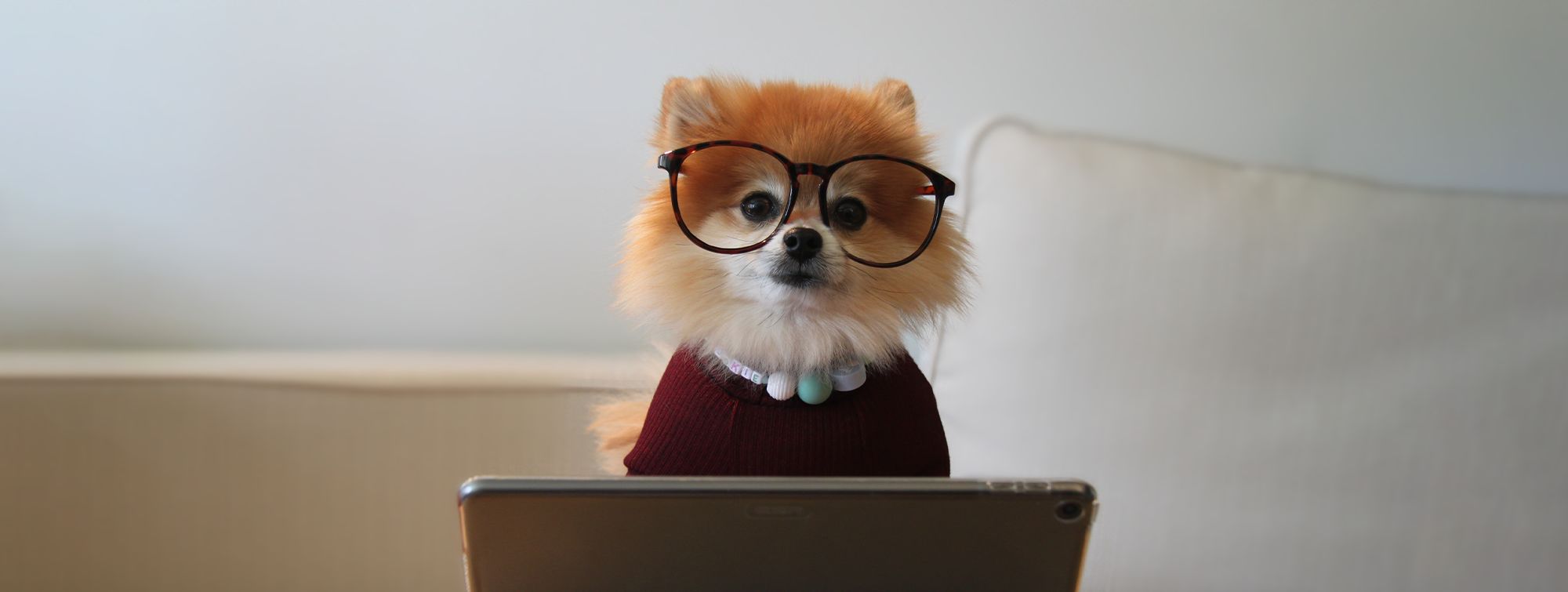 Pomeranian dog wearing eyeglasses