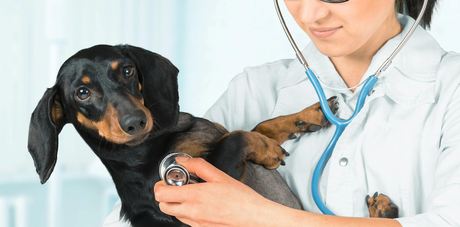 Dog getting a checkup at the vet