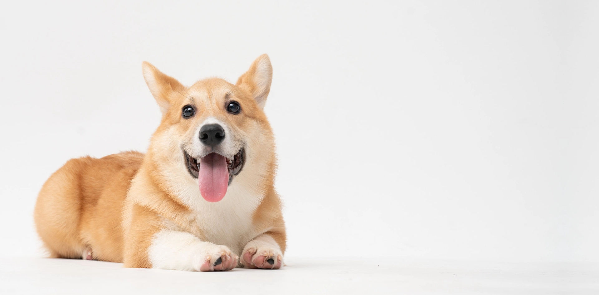 Happy Corgi dog in front of a white background
