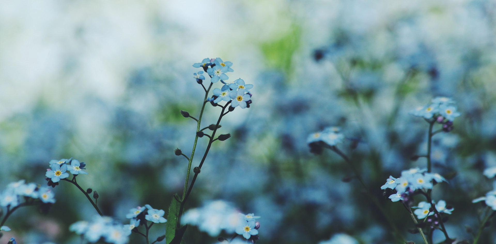 A field of Forget Me Not flowers