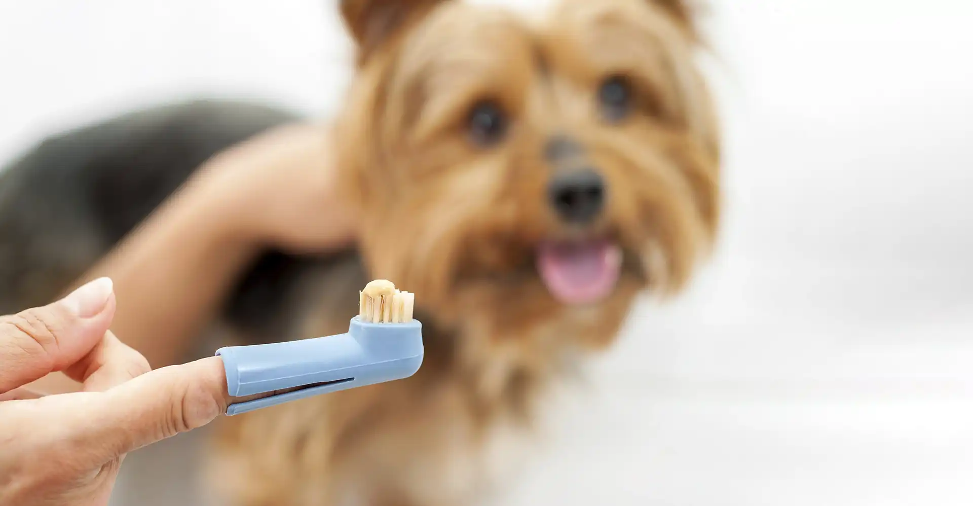 Close up of a light blue dog toothbrush