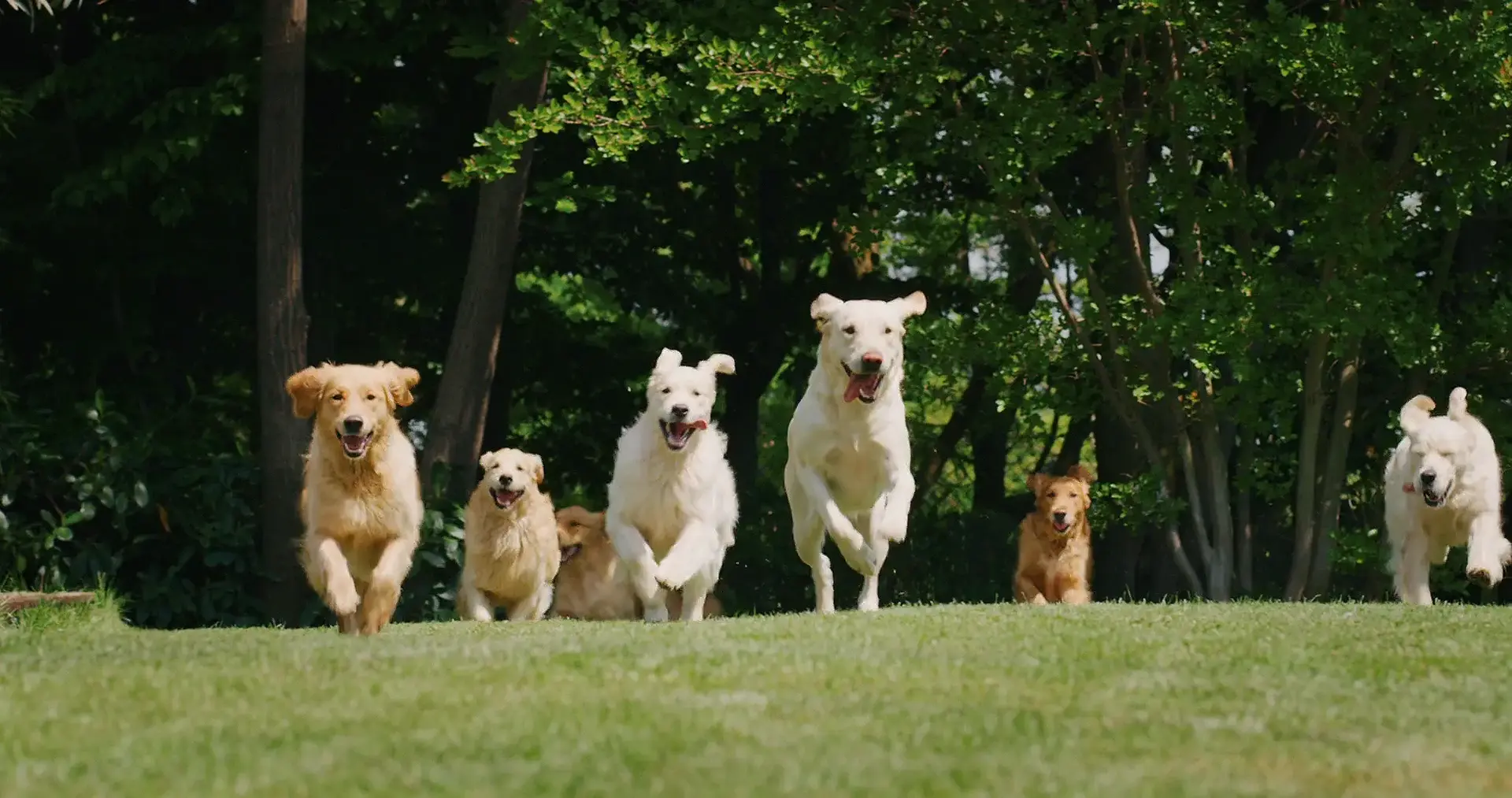 A group of Golden Retriever dogs running in an open field