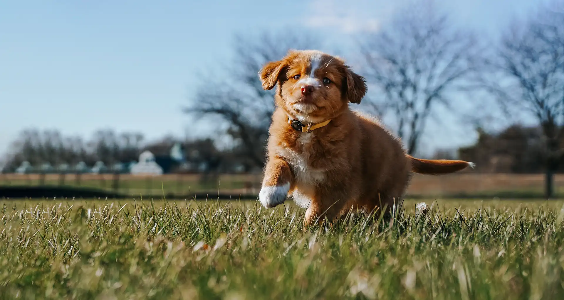 Brown puppy running in grass