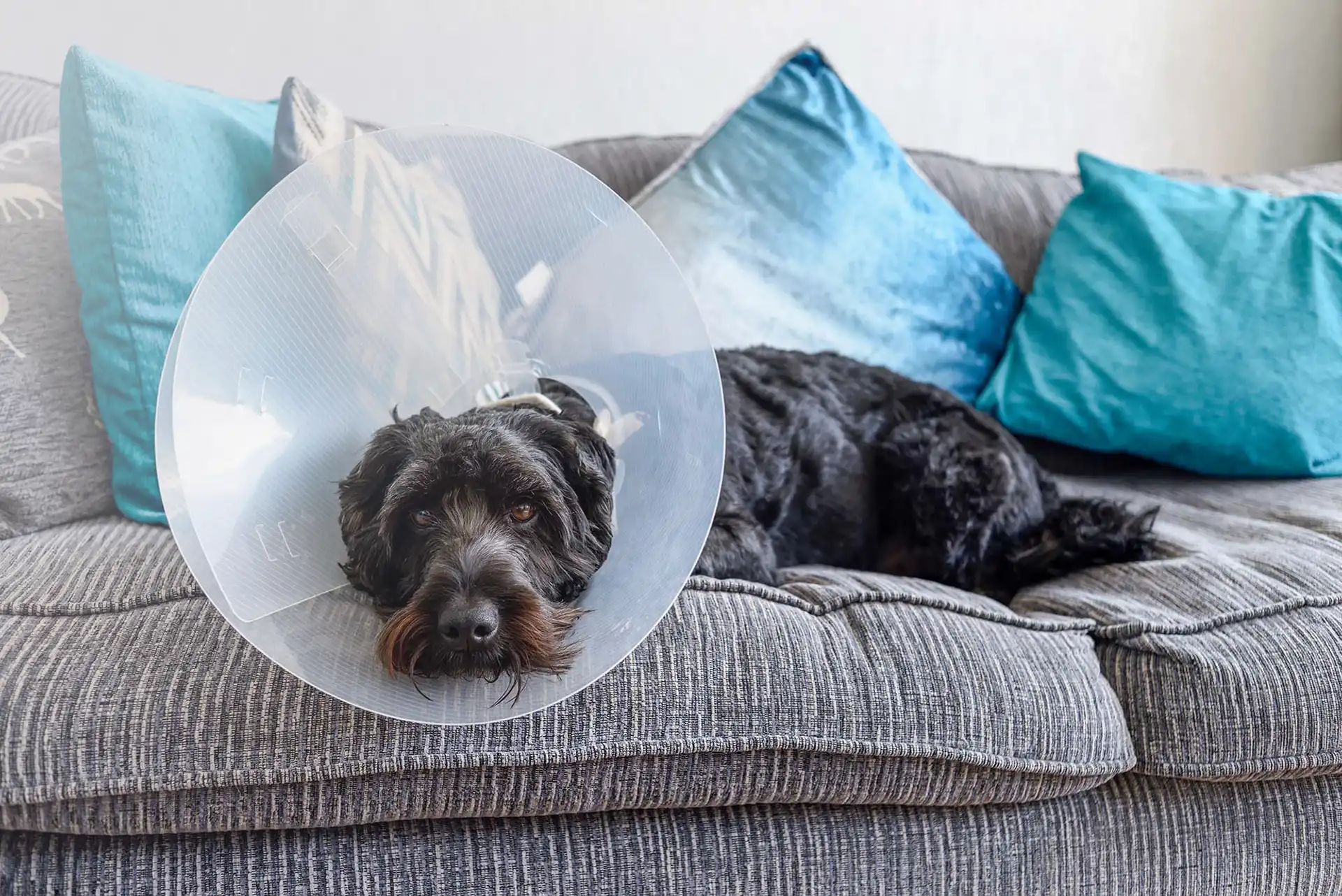 Black dog in a surgical cone is lying on a couch