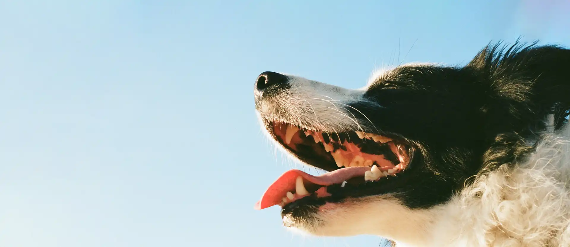 Close up of a dogs open mouth