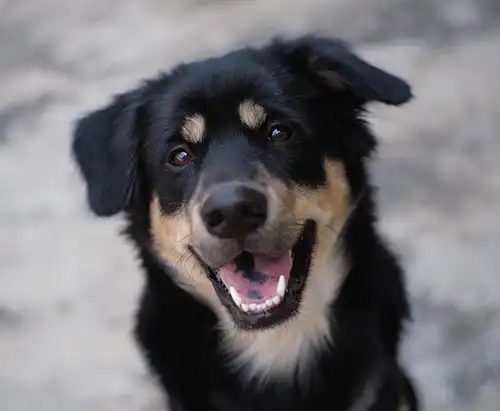 A smiling black and brown dog