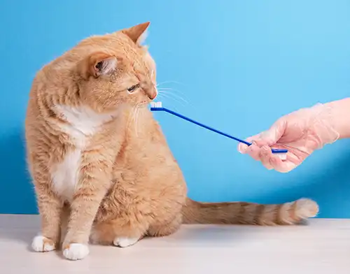 Ginger cat sniffing a toothbrush