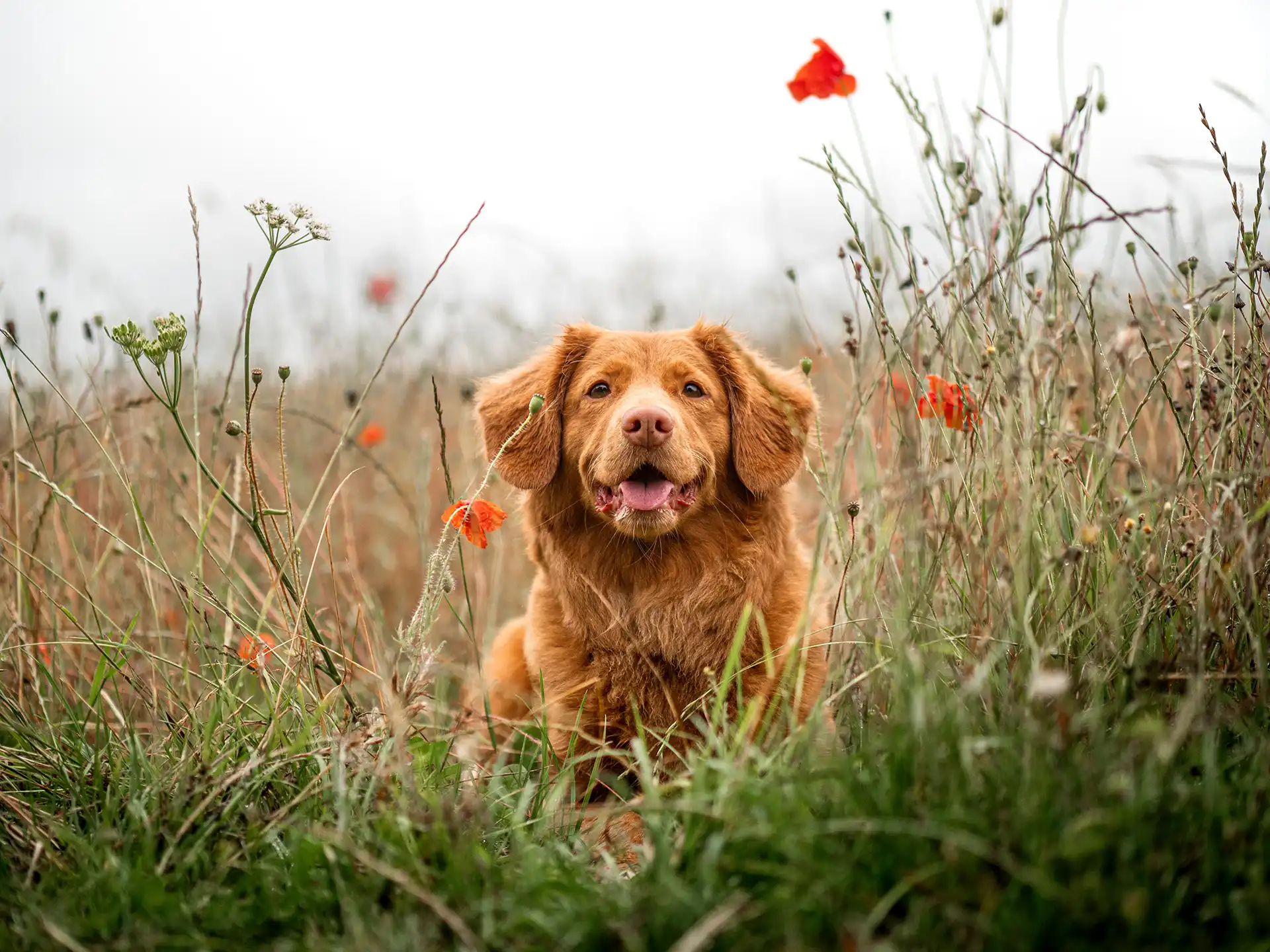 Retriver dog sitting in a field of red flowers
