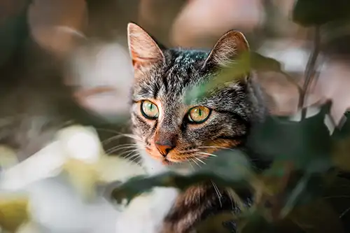 Tabby cat peeking through flowers
