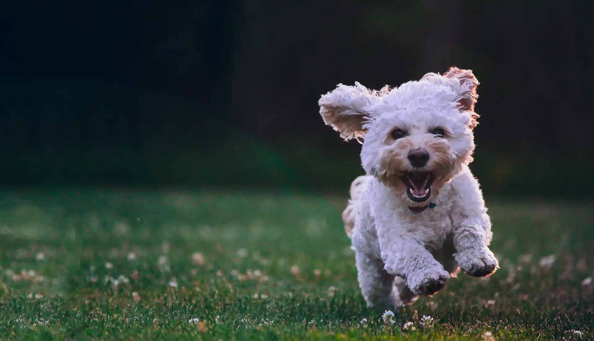 White fluffy dog running in a field of grass