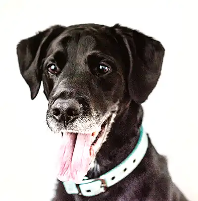 Senior black lab dog smiling