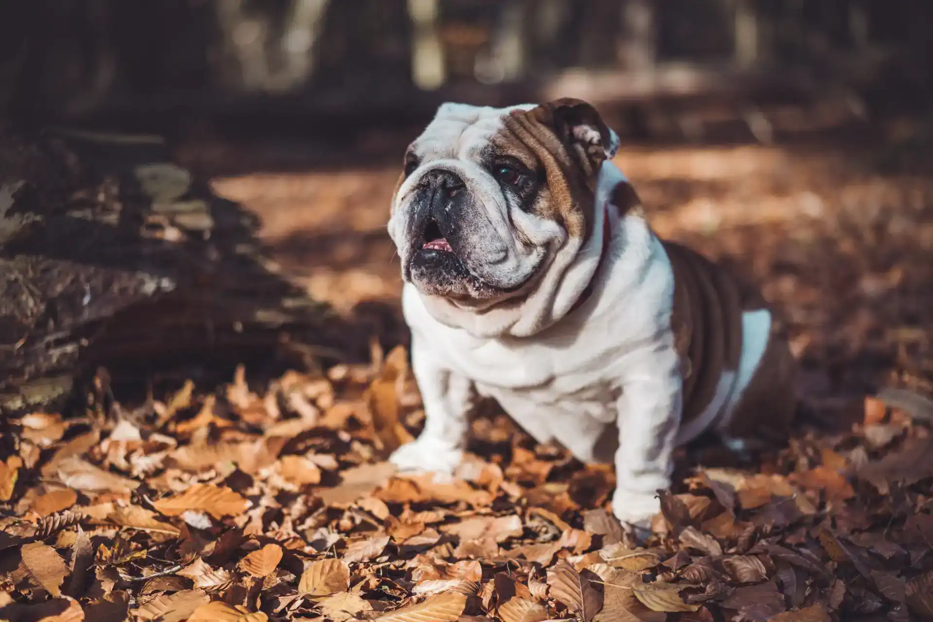 Bulldog sitting and enjoying the autumn day