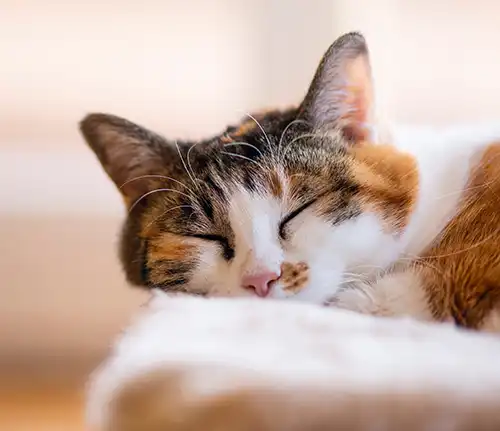 Calico cat sleeping