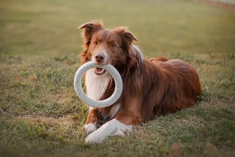 Brown and white dog with a frisbee toy in its mouth