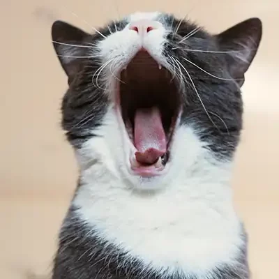 White and grey cat yawning