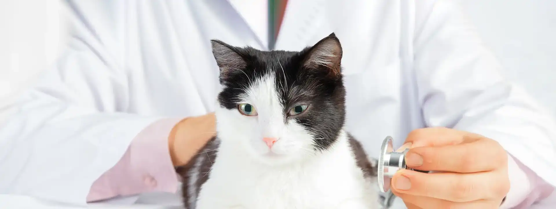 Black and white cat at the vet