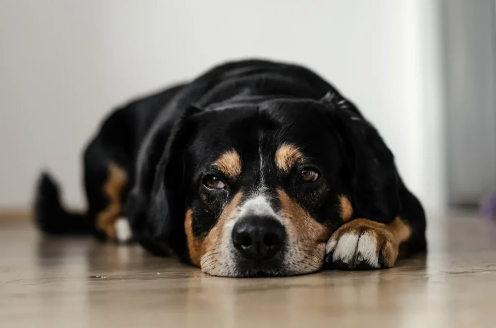 dog with black, brown, and white fur