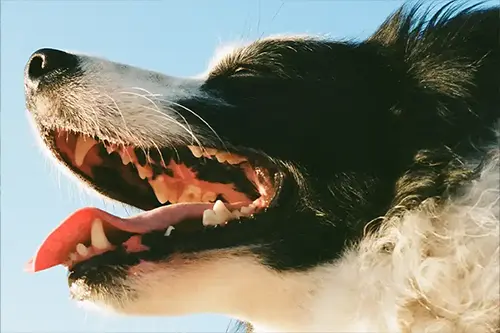 Dog Dentistry