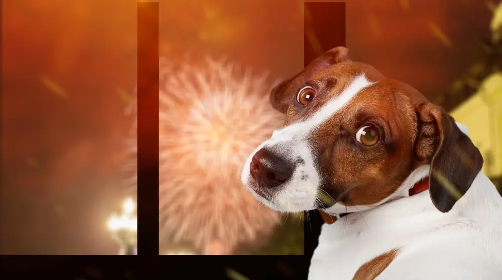 Summer Doesn’t Have to Be Stressful: Helping Your Pet Through Fireworks and Loud Noises