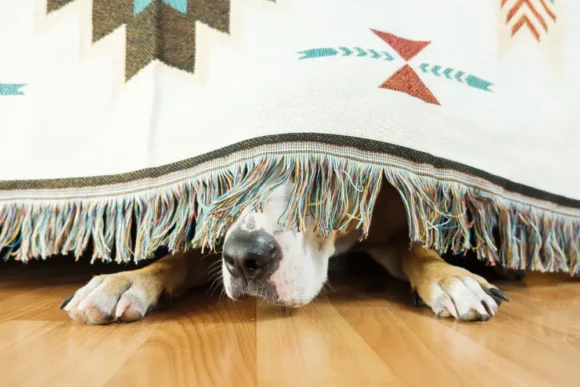  Helping Your Pet Through Fireworks And Loud Noises Blog Fphmapleton