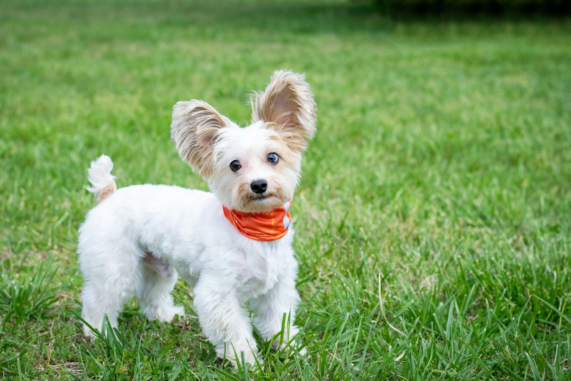 White Puppy