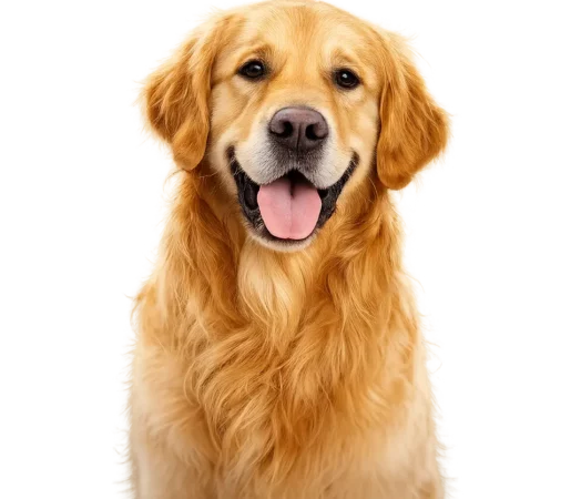 Adultdog
