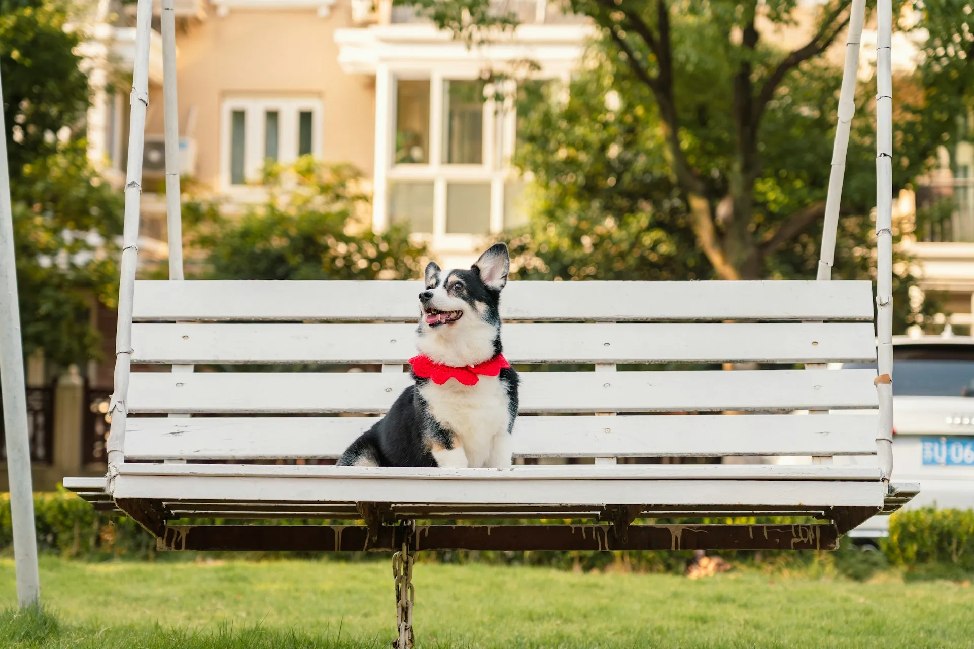 Allergy Relief Options for Dogs With Seasonal Itch