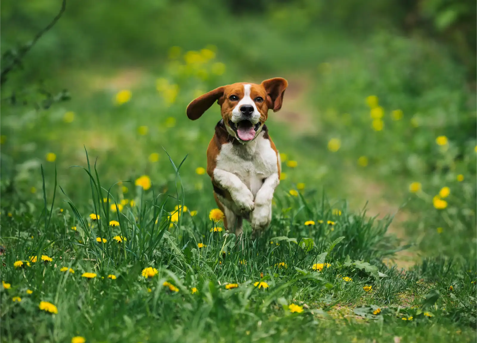 Beagle Running Outdoors