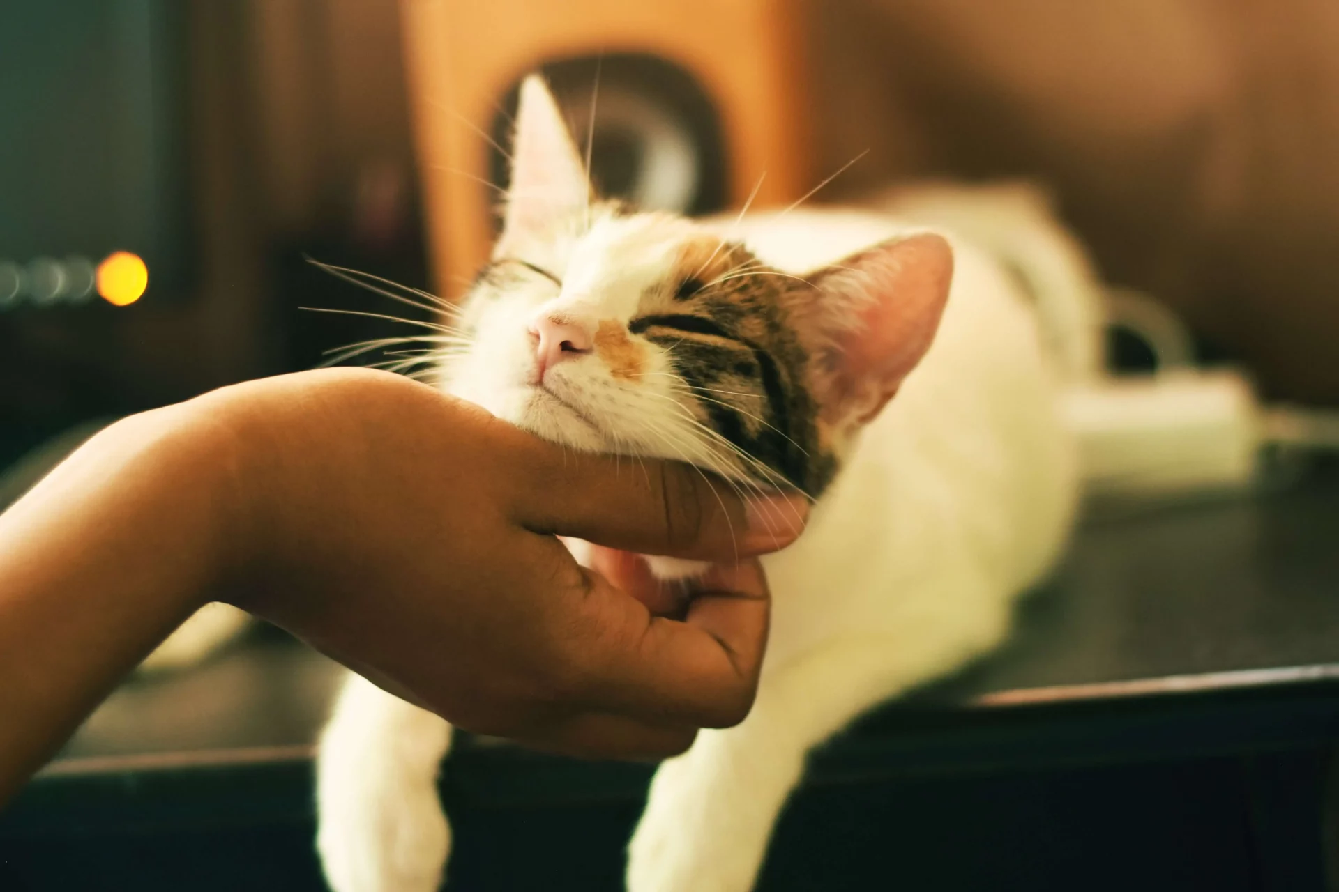 Cat Chin Scratches E1677168763820