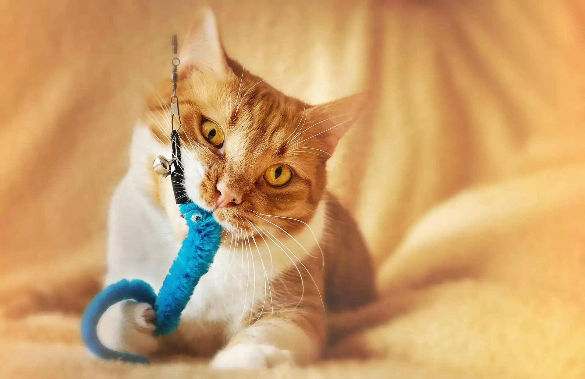 Cat Toy Online
