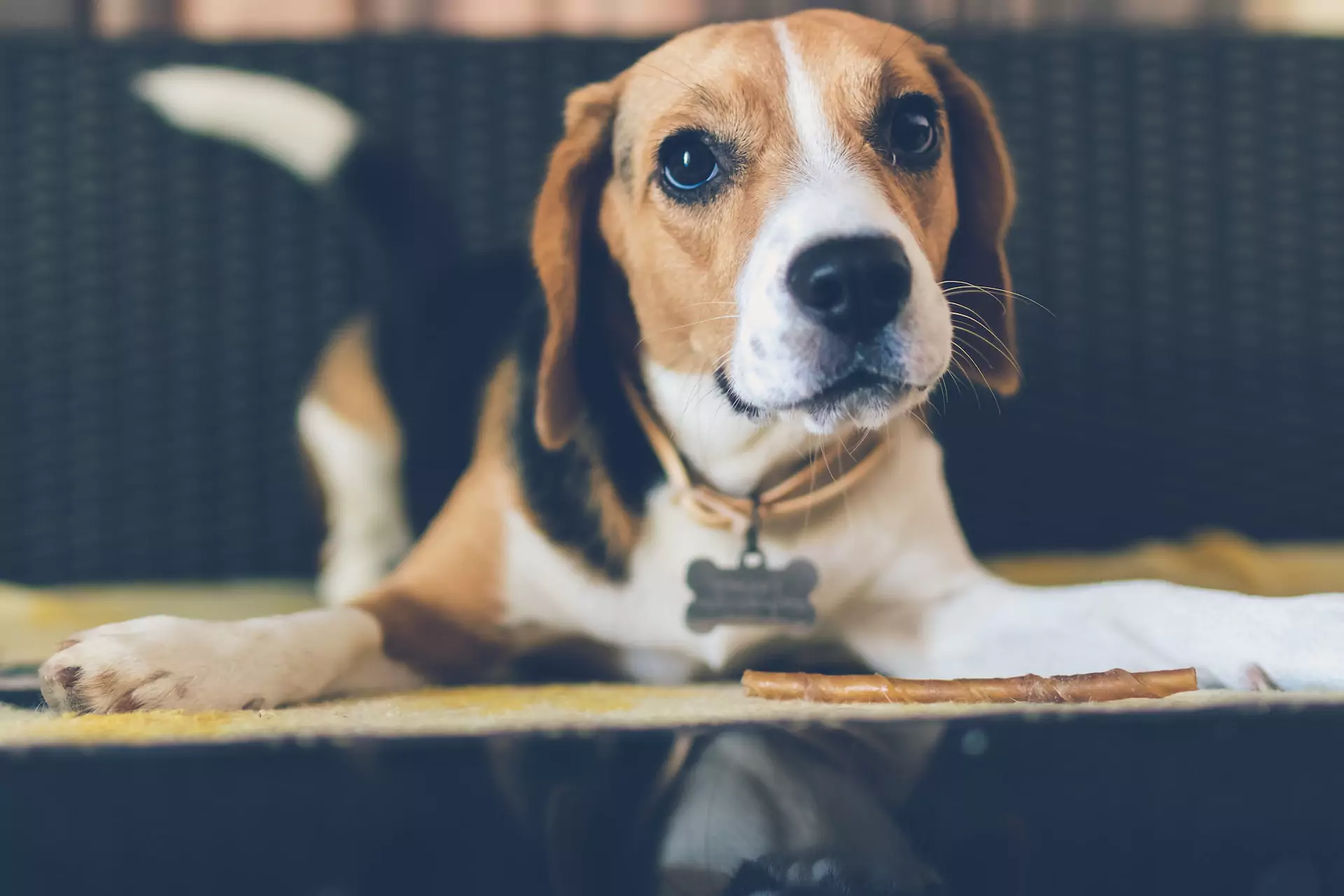 Dog Beagle Treatment in Mapleton, UT