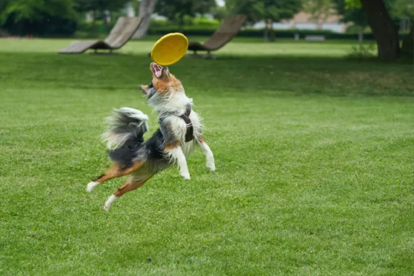 Pet Dentistry in Mapleton, UT