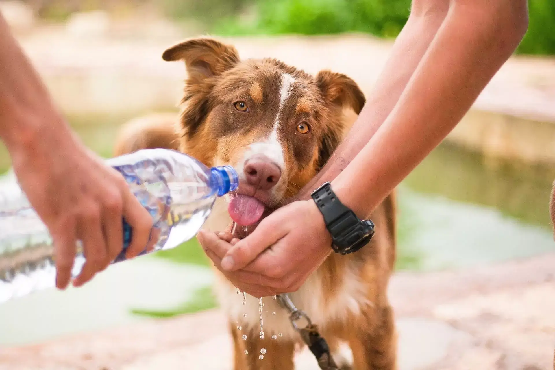 Dog Thirsty