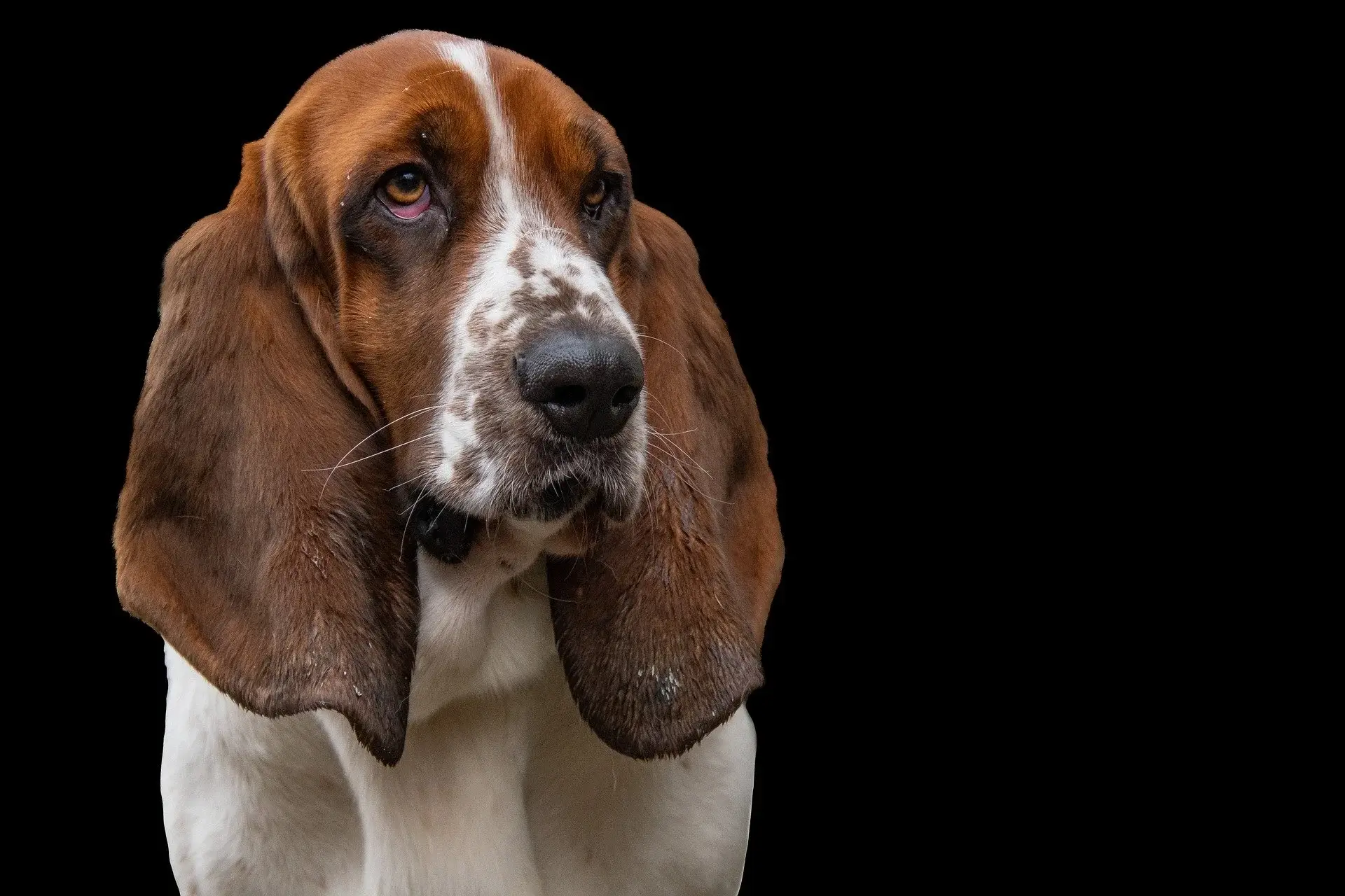 Dog Basset Hound