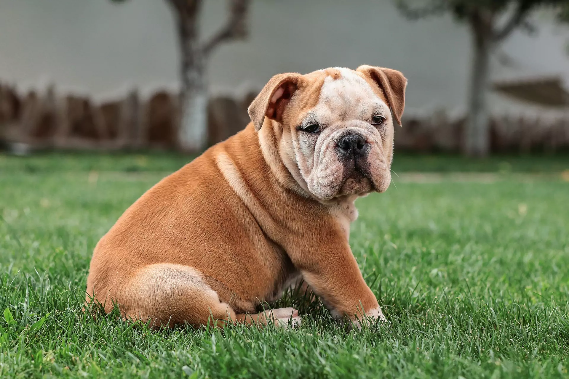 Dog Bulldog