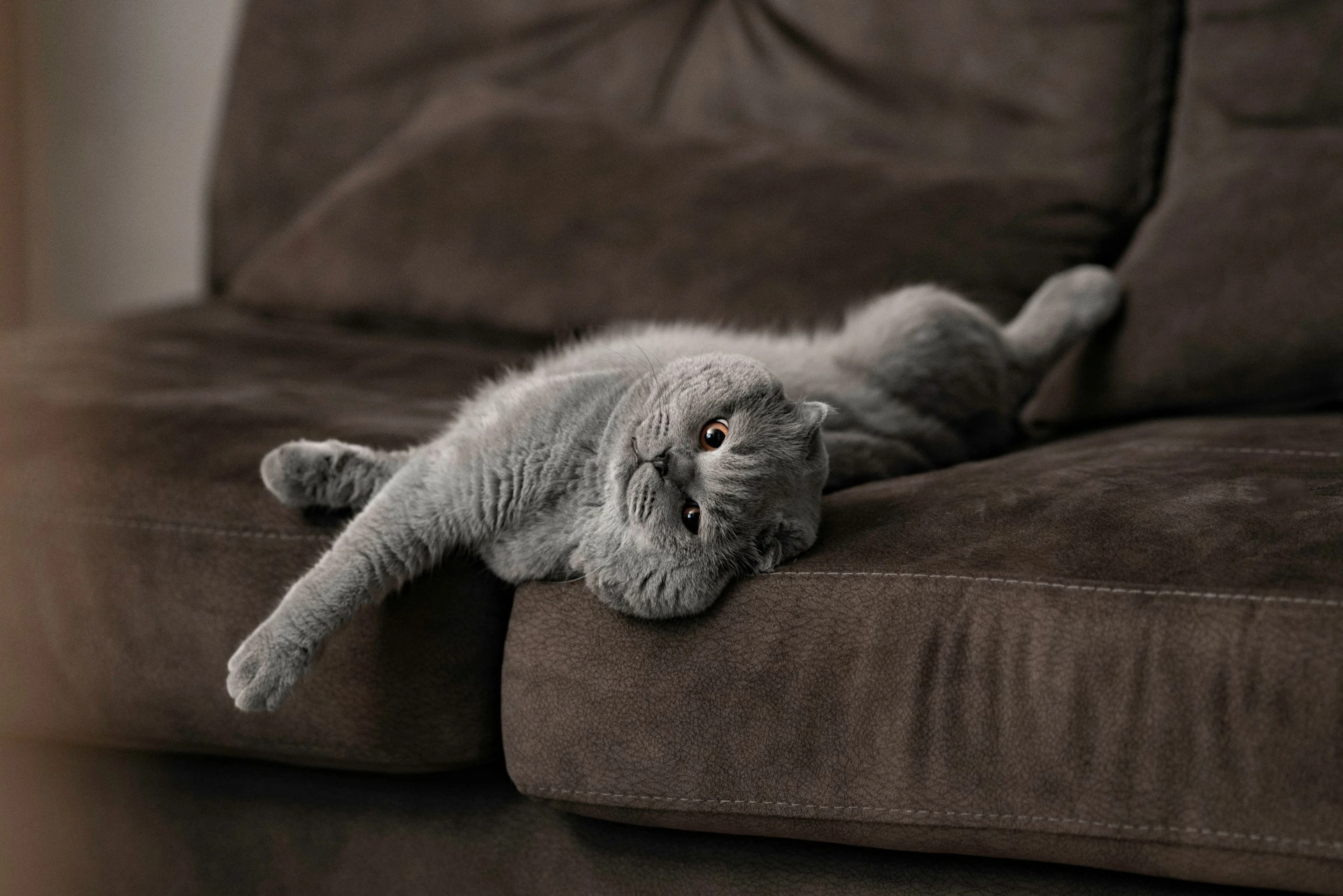 What Causes Behavior Changes in Cats