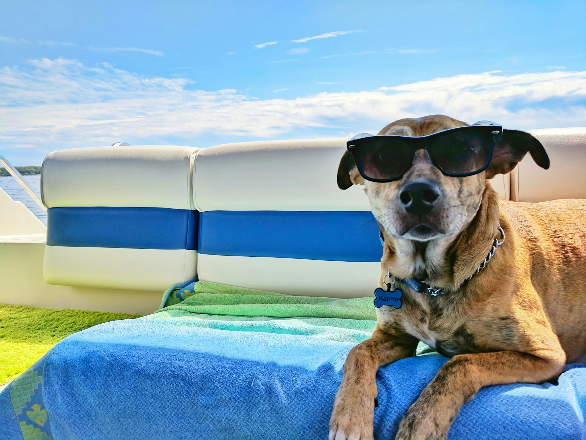 Travel and Seasonal Safety Tips for Dogs and Cats