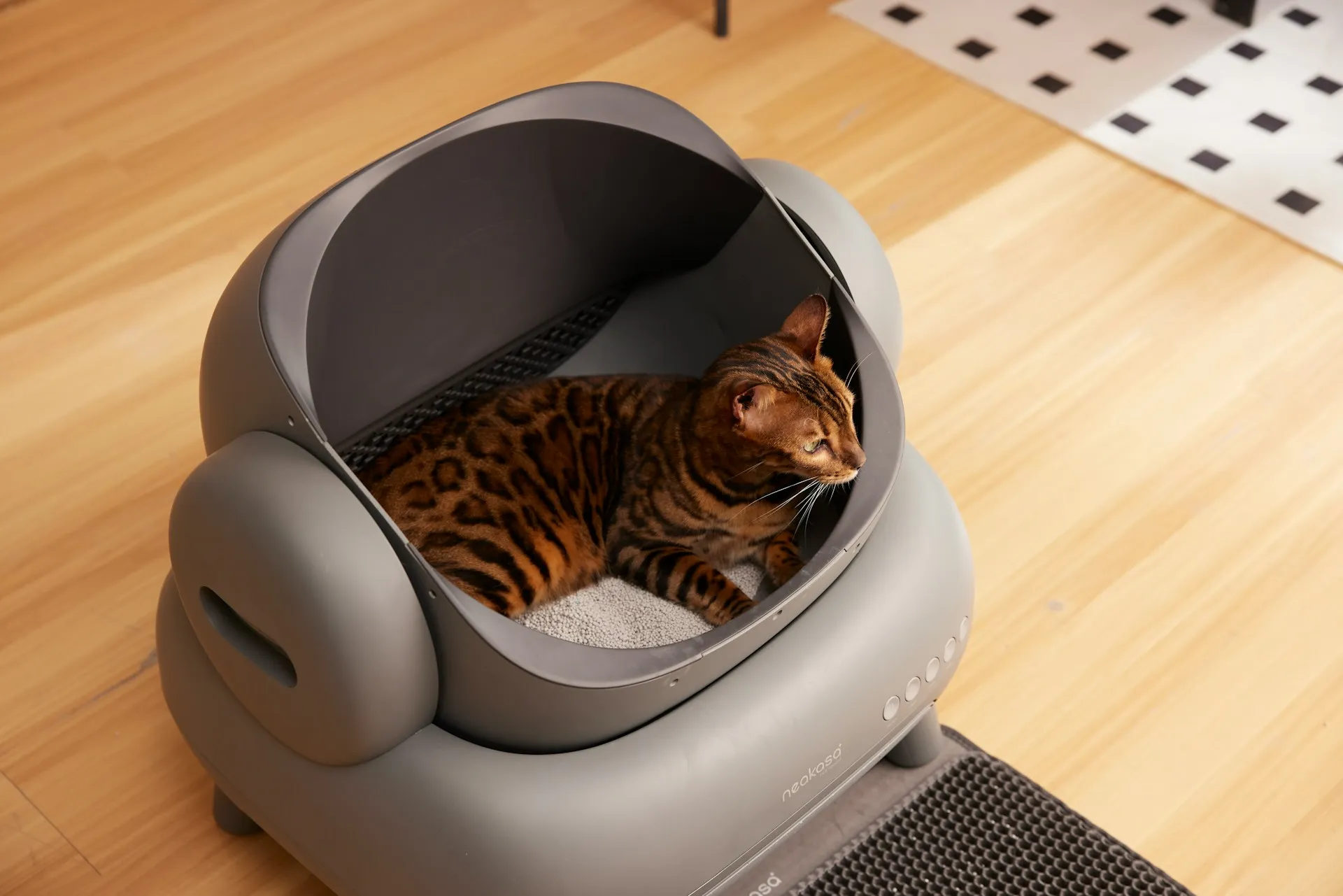 Litter Box Conflicts in Multi-Cat Homes