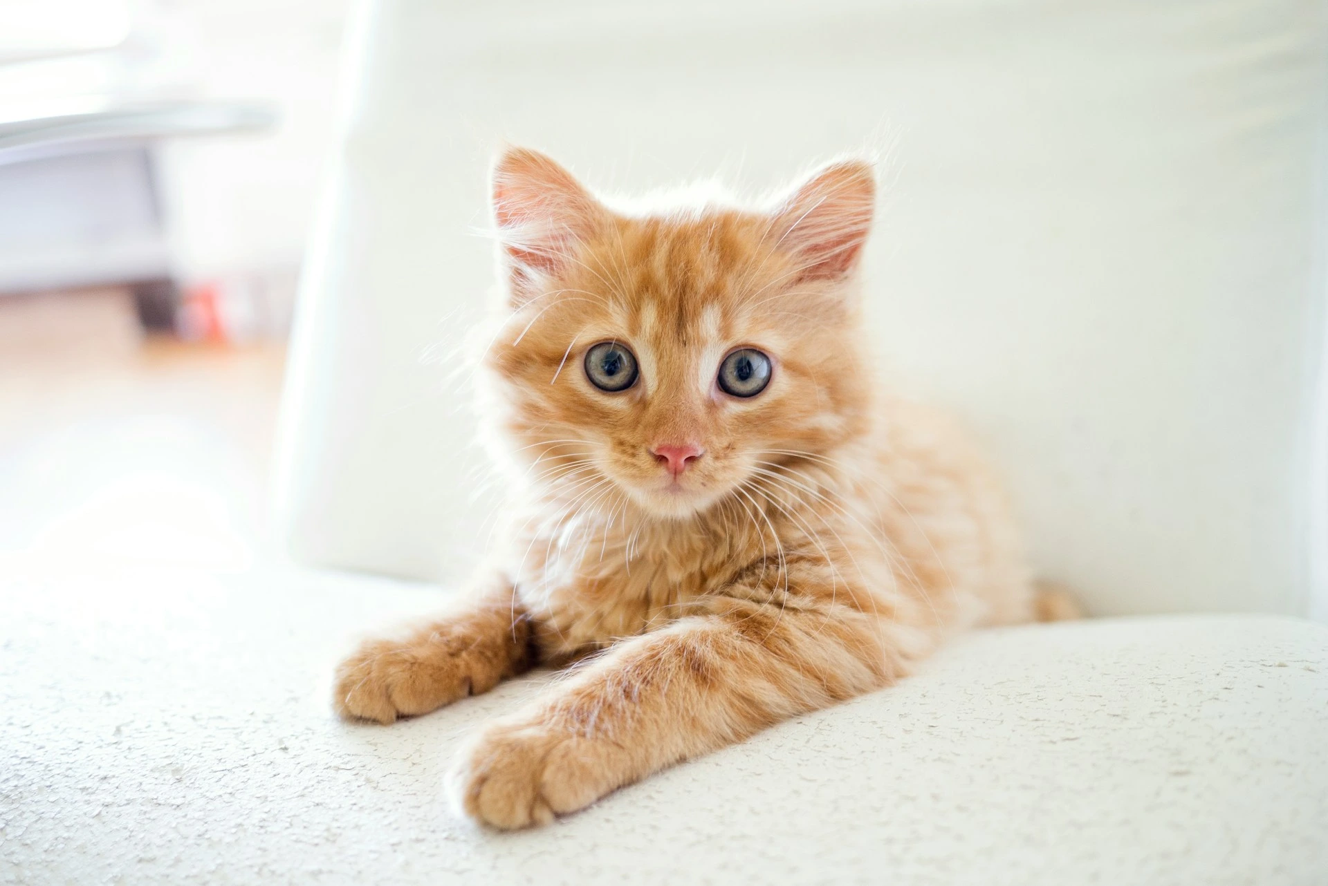 Helping Cats Adjust to New Homes or Family Changes