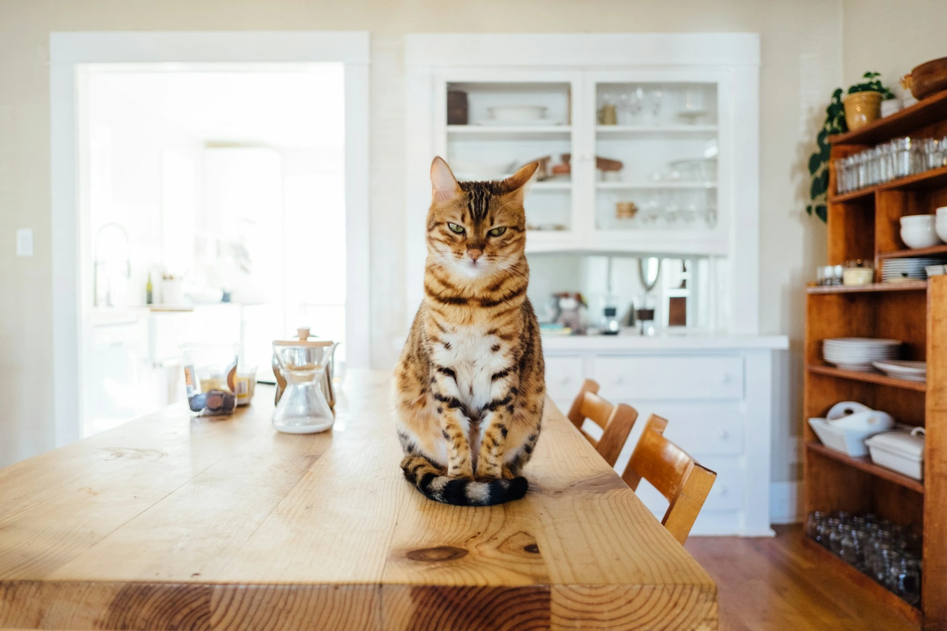 Attention-Seeking Behaviors in Cats