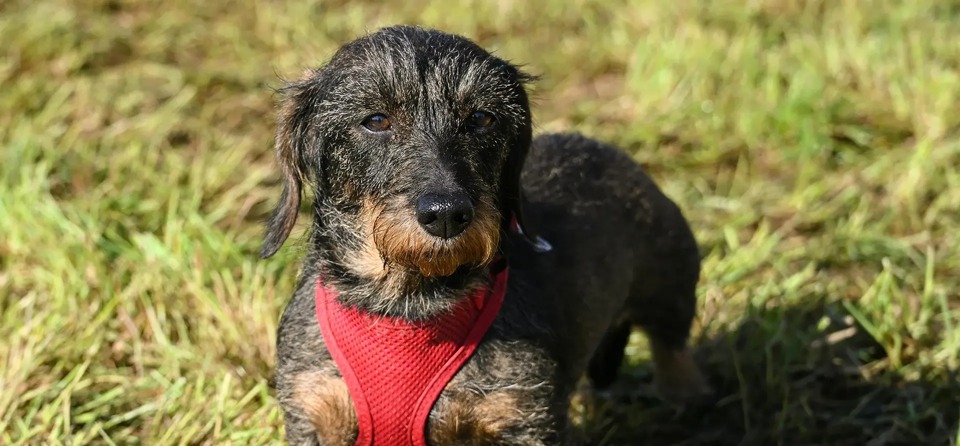 Nutrition Strategies for Supporting Joint Health in Senior Pets