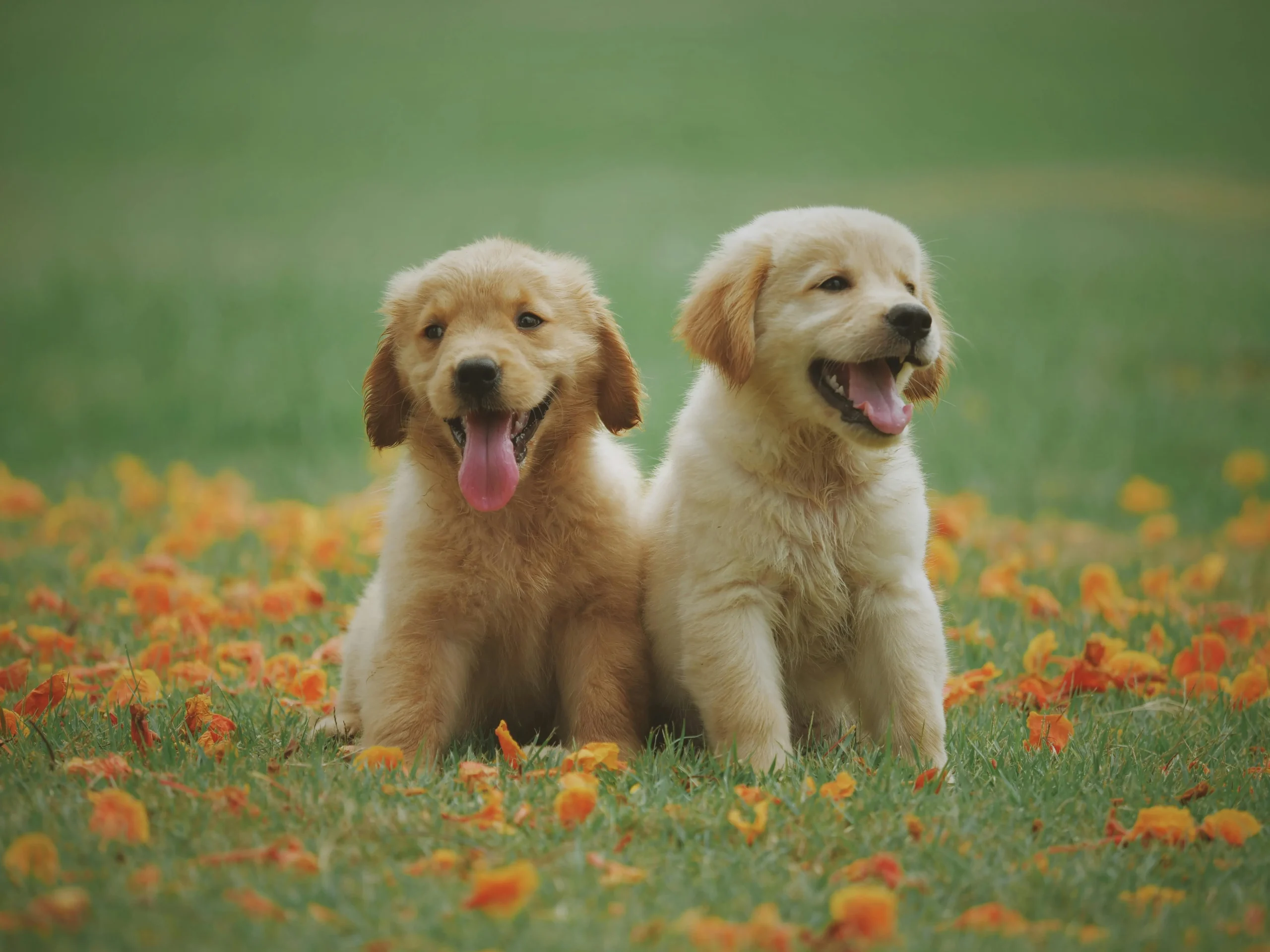 Puppy Wellness and Vaccinations