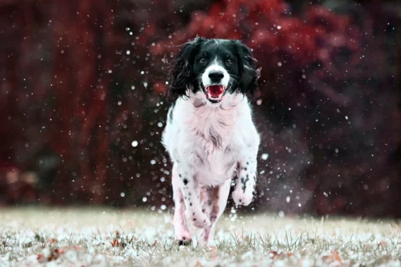 Dog Wellness Treatment in Mapleton, UT
