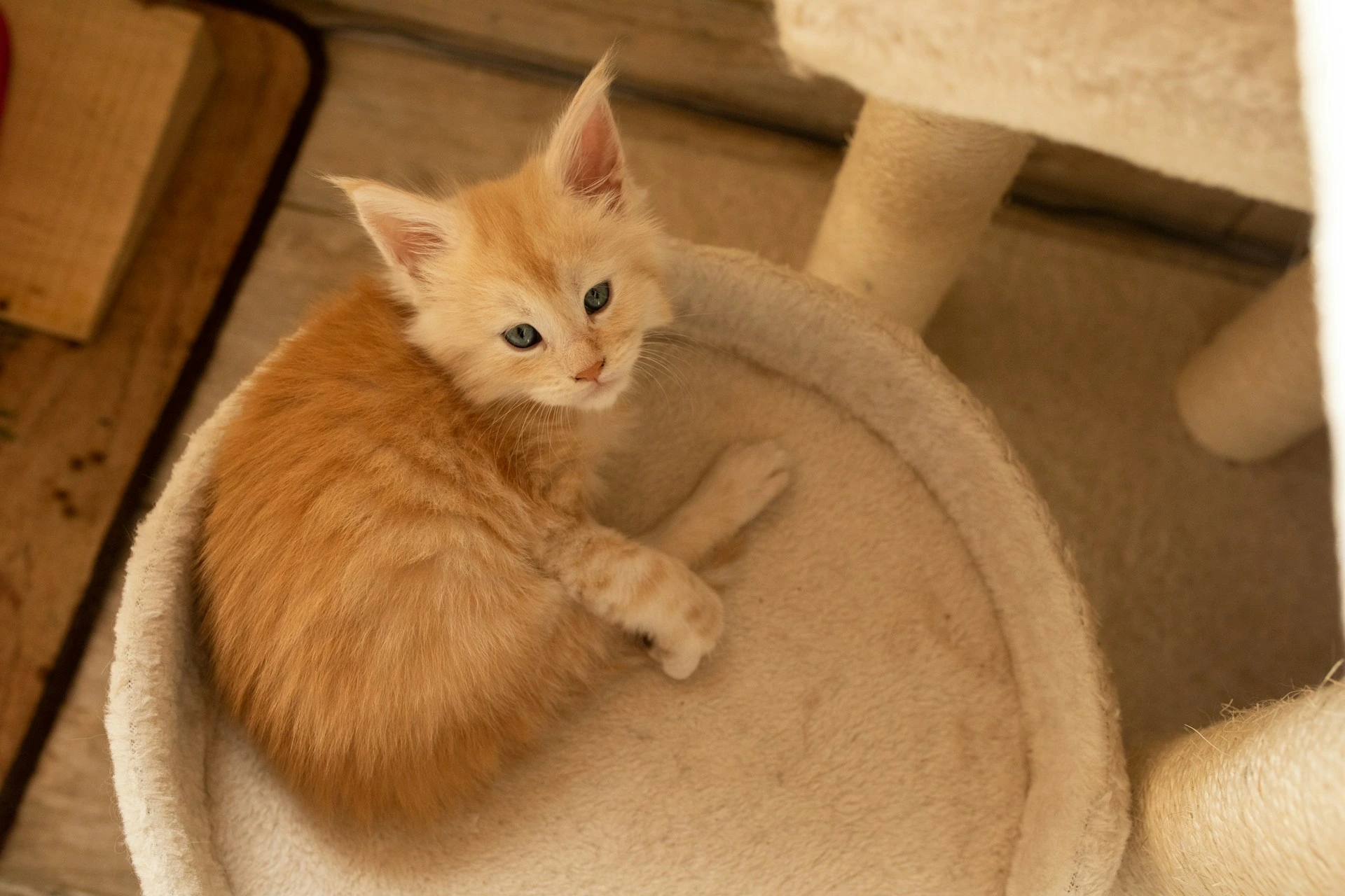 Shy Cats Confidence Tips