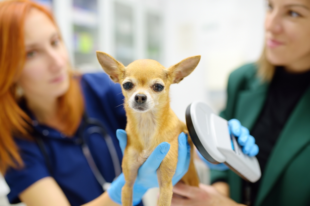 A Tiny Chip, A Lifetime of Security: What to Expect During Your Pet’s Microchipping Appointment