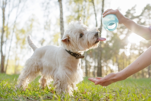 Small,terrier,reaching,tongue,to,drink,water,from,owners,bottle