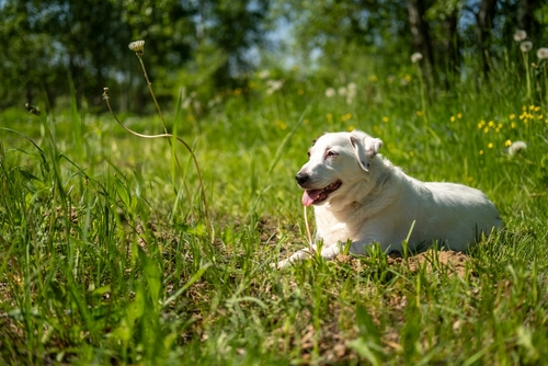 A,jack,russell,terrier,dog,sunbathing,in,the,sunlight.,heat